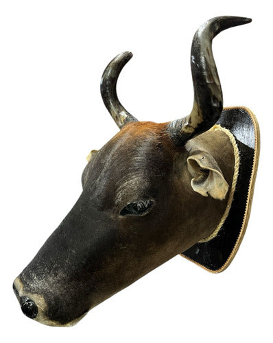 Decoração De Parede Cabeça De Boi Nelore Empalhada